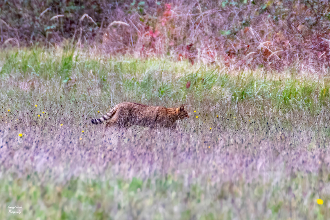 559510061 24956372580669791 5874301753380498442 n