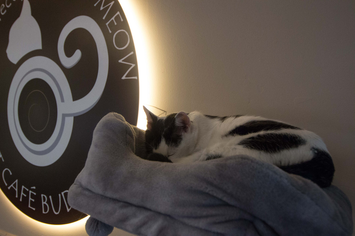 cat-cafe-202004304-gretchen-kessler-4