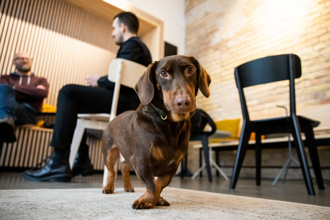 the-dog-bakery-polyak-attila-011.exact1980w