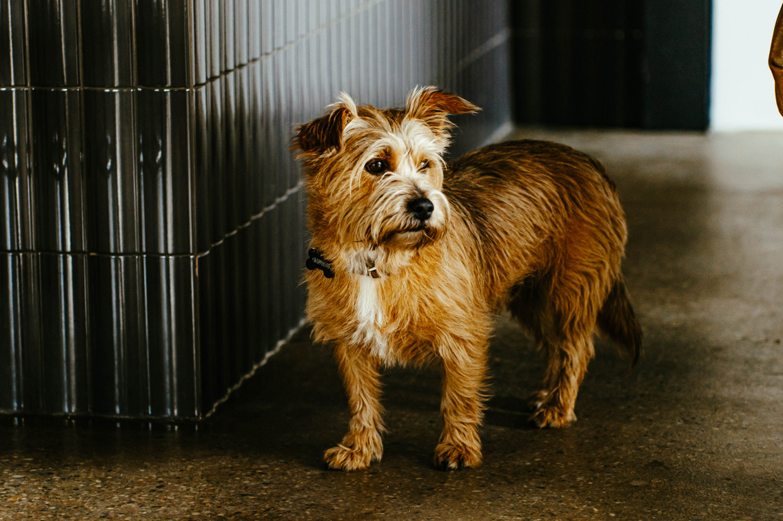 Charlie kutya, Péter hű társa