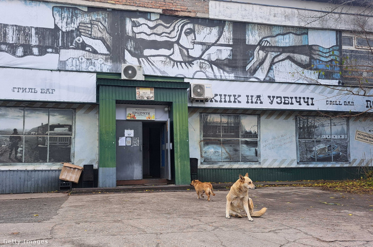 Utcai kutyák Csernobilban 2025. október 31-én