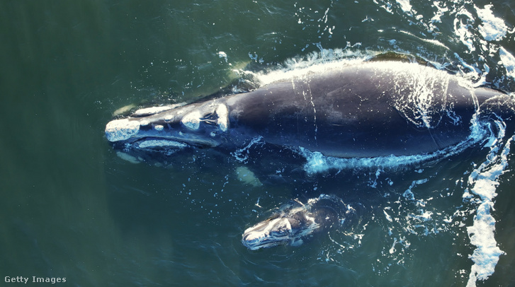 Grönlandi bálna család