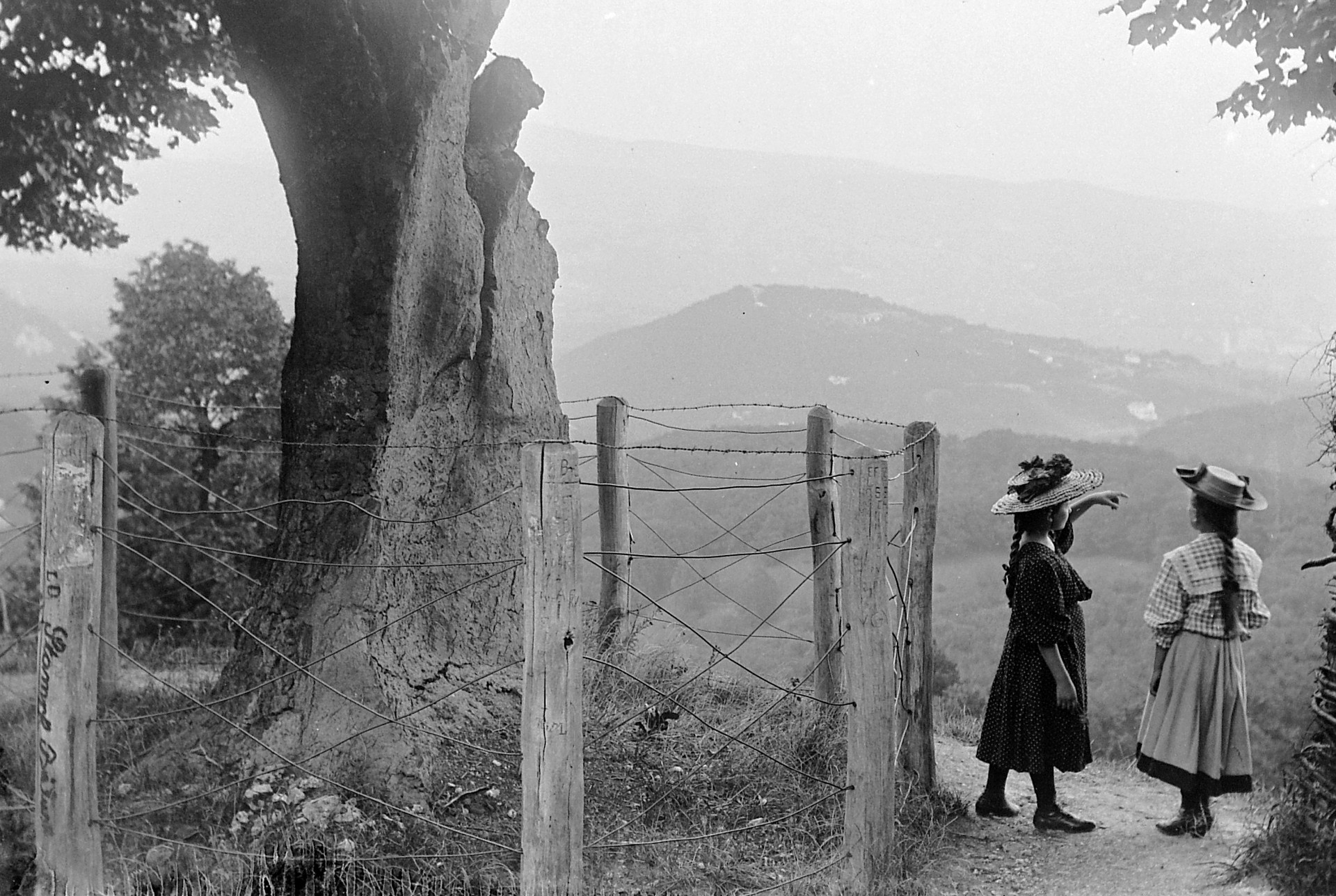 A legendás öreg bükk maradványa, 1900