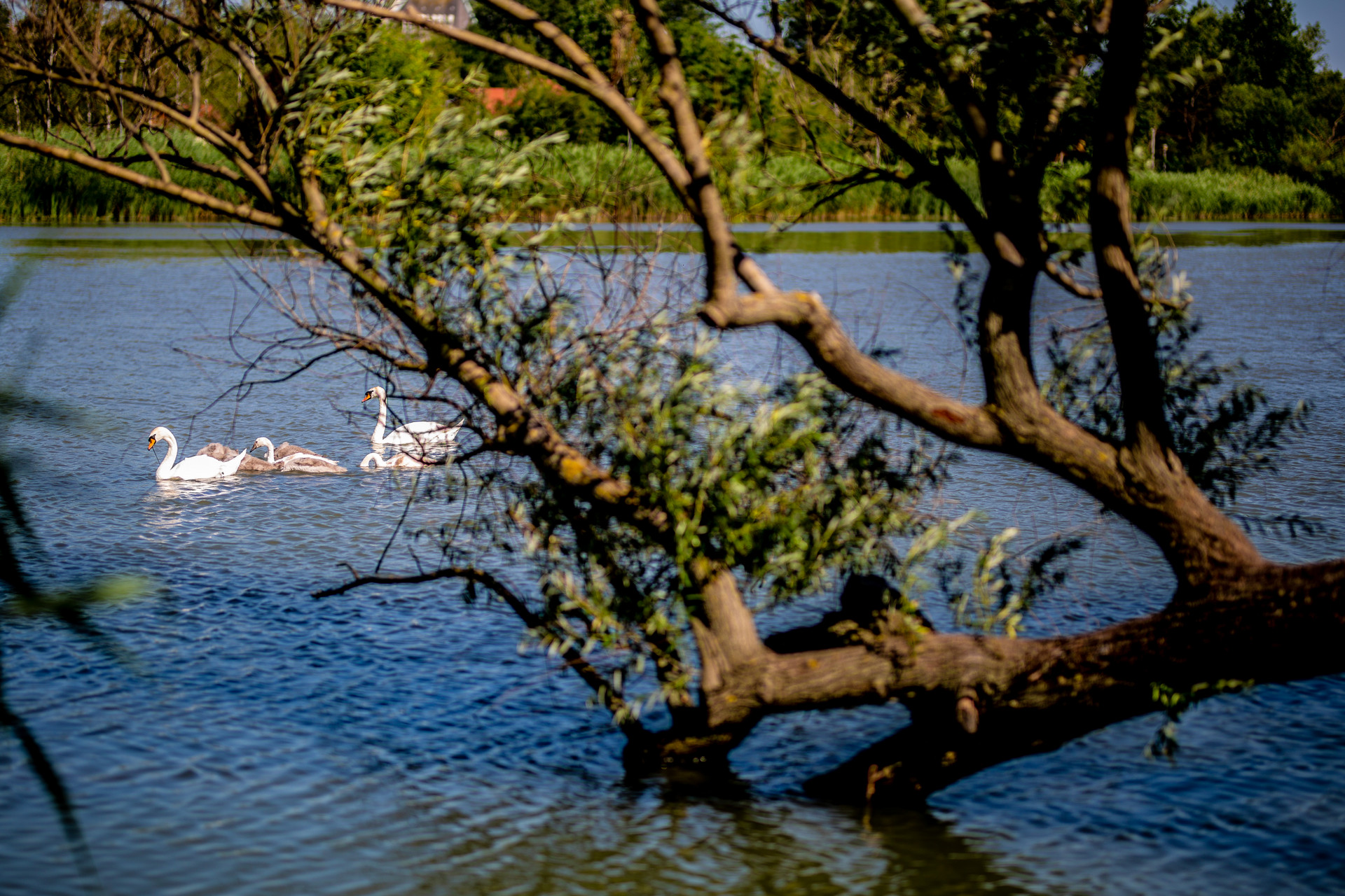 A Kolonics György sétánynál nem meglepő a hattyúk látványa