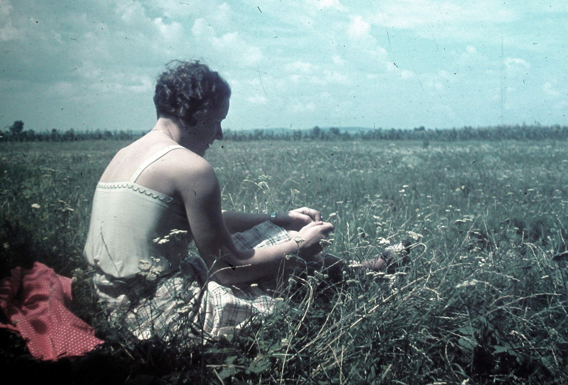 Mező a Csepel-sziget északi részén