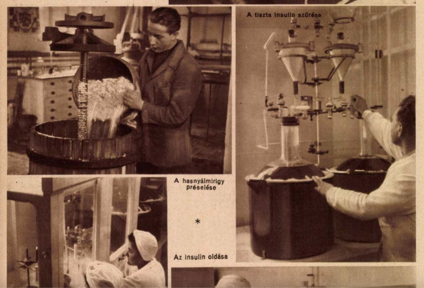 Hasnyálmirigy feldolgozása a Chinoin gyárában