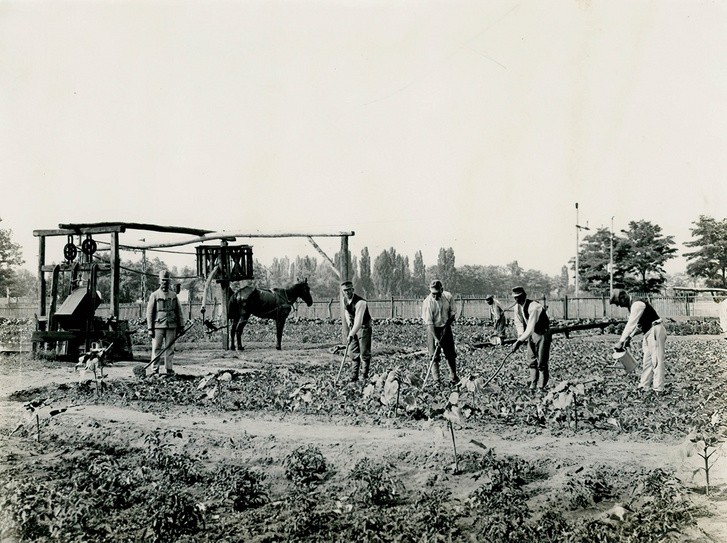 Rákosszentmihály, a katonaság kertészete 1915-ben