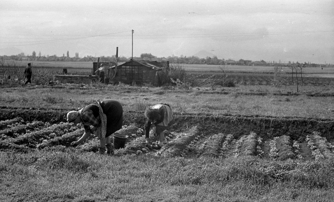 Bolgárkertészet a mai Újpalotai lakótelep helyén. A háttérben Rákospalota házai, 1960