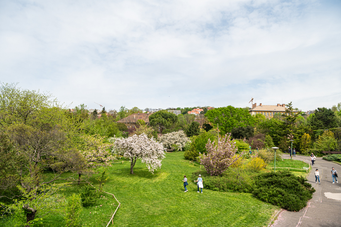 tavasz budai arborétum 049 Medgyesi Milán 20240406