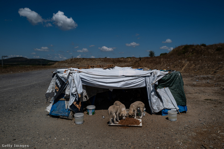 Kóbor kutyák Isztambul külvárosában, Törökországban 2024. augusztus 11-én