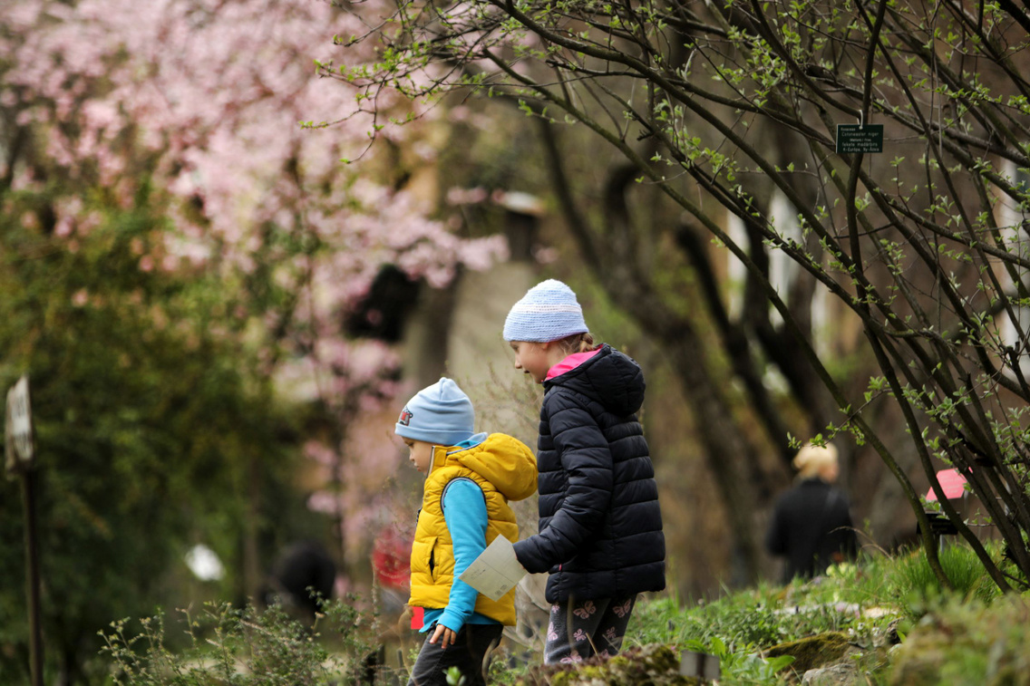 tavaszi-cseresznyeviragzas-fuveszkert szabo-gabor 20180407