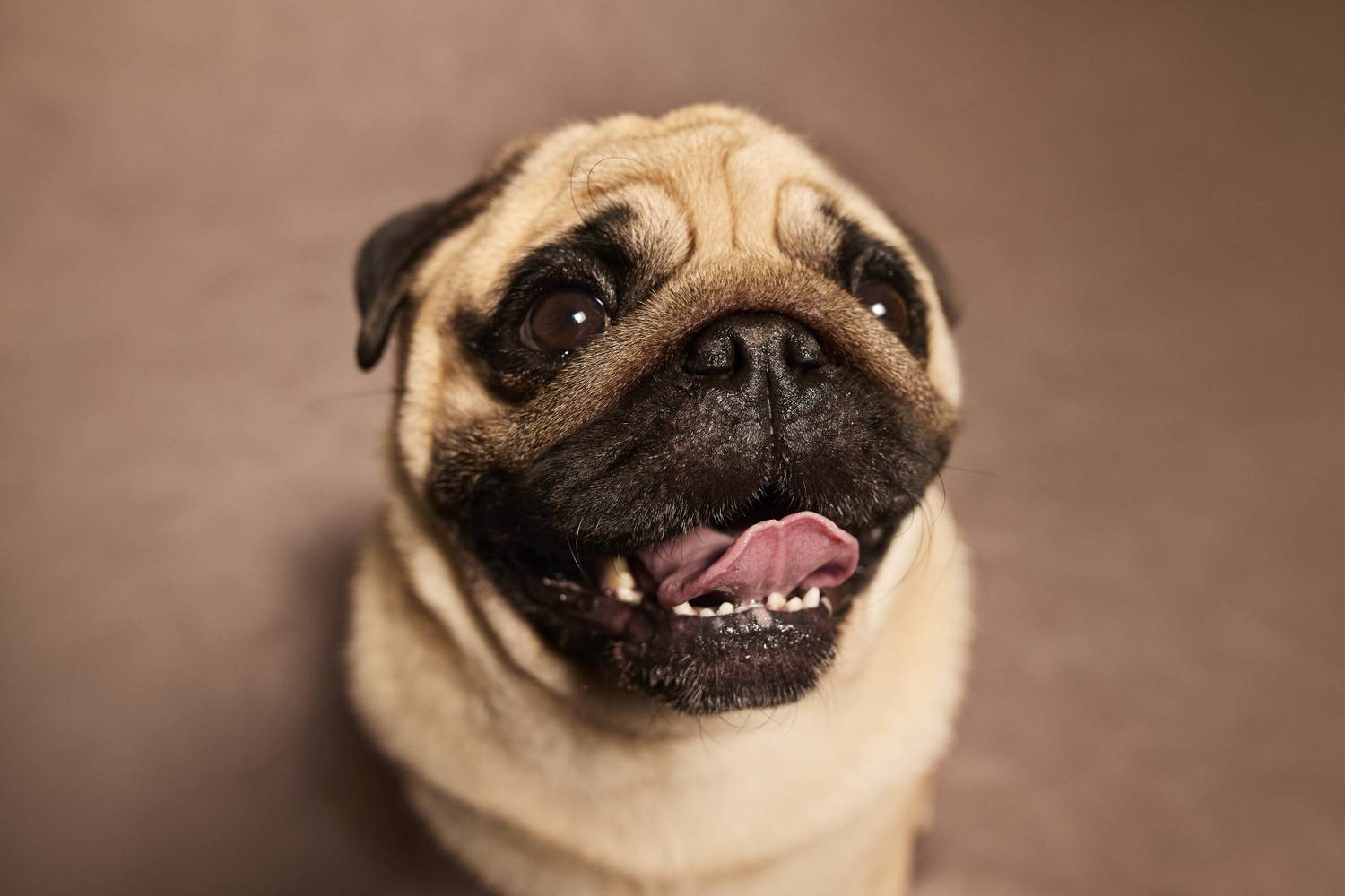 mopsz