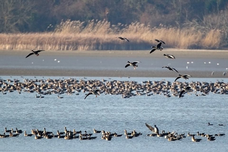 vadlud-sokadalom-november1