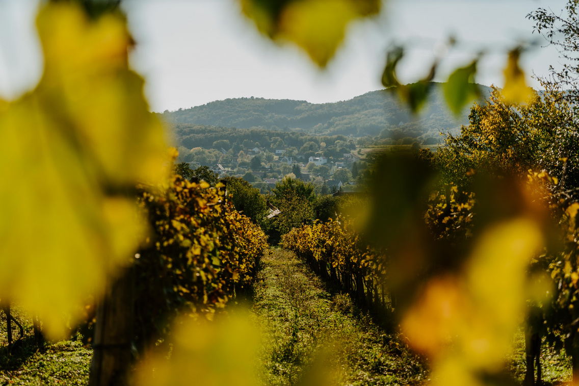 2021o-sz-ke-pgale-ria-ko-ro-si-tama-s06393