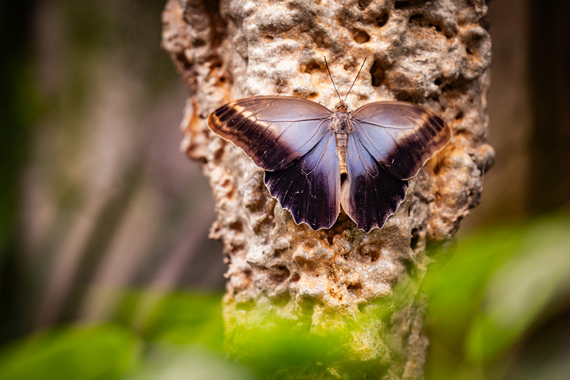 Papilonia Budapest 250327 Szabó Gábor 032