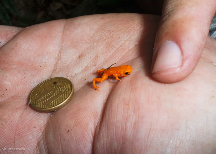 A Brachycephalus lulai