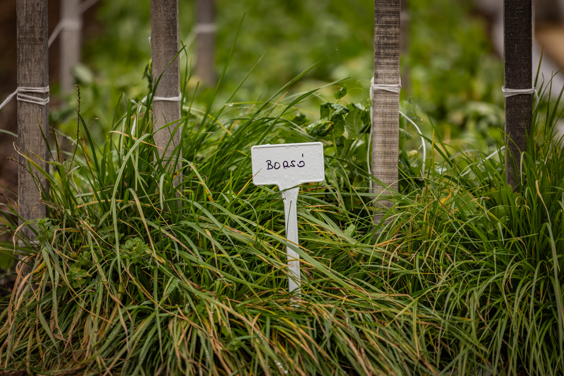 Papi 251204 Szabó Gábor 036