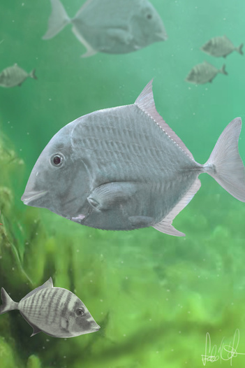 A 85 millió évvel ezelőtti, iharkúti vízi élővilág rekonstrukciója