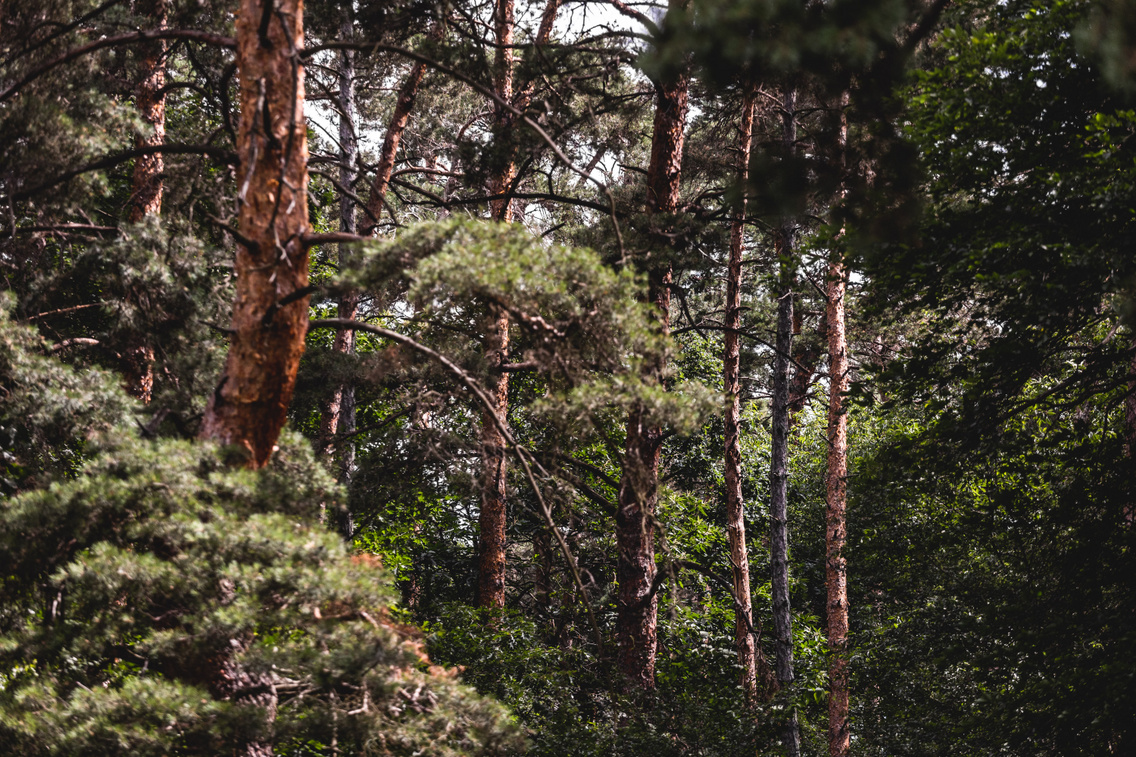 godollo-arboretum-230629-mk-68