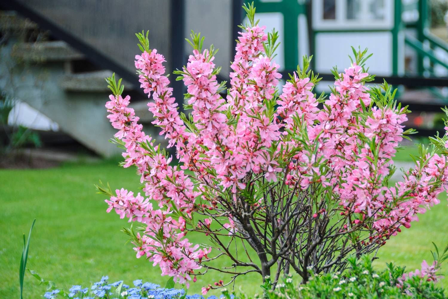 Prunus tenella