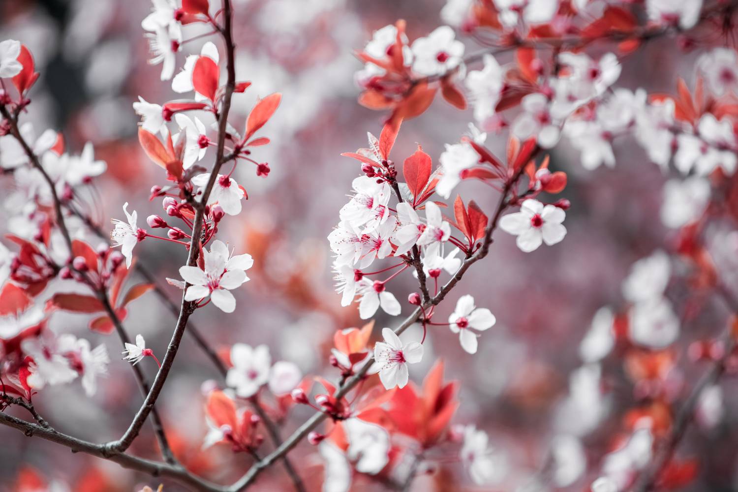 Prunus cerasifera