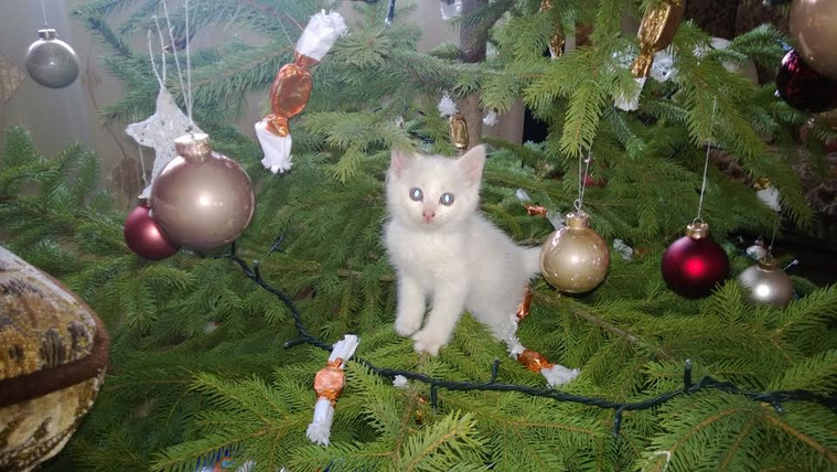 A vörös cica, akit elvarázsolt a karácsonyfa (videó)