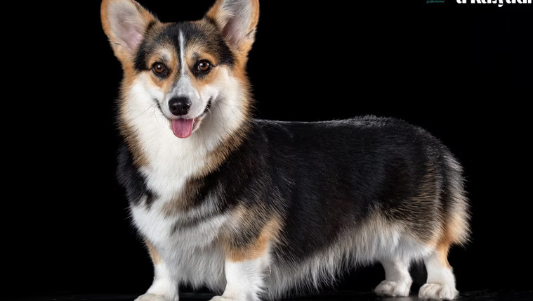 Te mennyire ismered Magyarország legnépszerűbb kutyafajtáit? – Kvíz