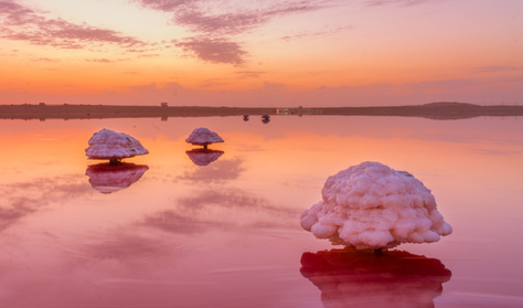 Rózsaszín tóban állnak ezek a vattacukorfák: rosszul járnál, ha megkóstolnád őket