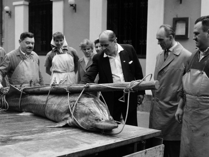 A Paksi halászok által kifogott 105 kilogrammos és 215 centiméter hosszú viza 1962-ben a Paksi Halászcsárda előtt