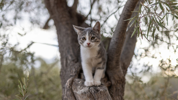 Ezért nyújtózkodik a macskád, amikor meglát