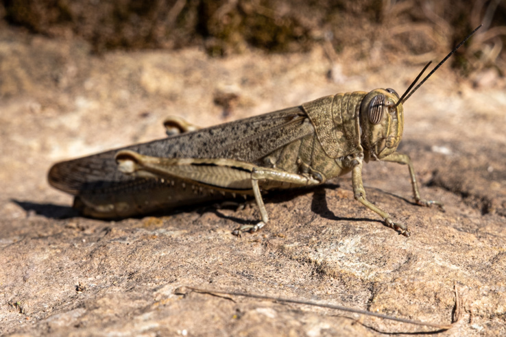 Ilyen rovar még nem volt Magyarországon, megtelepedett a&nbsp;horrorsáska