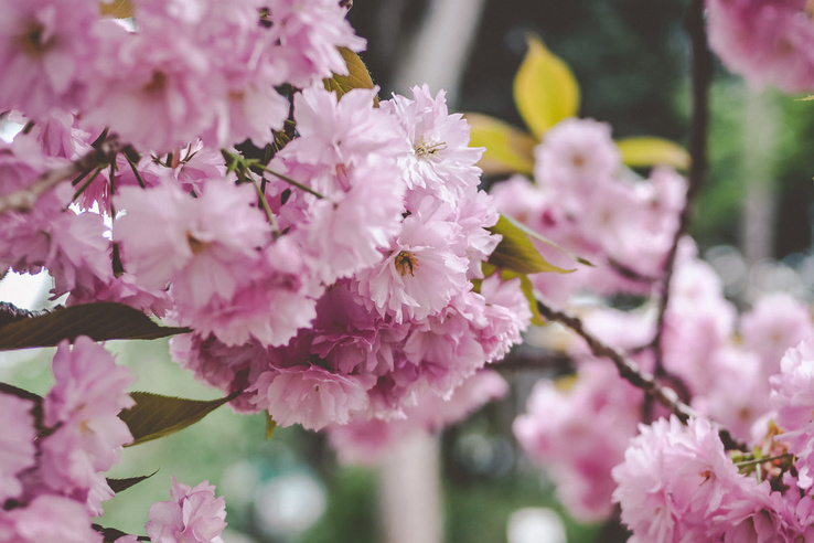 Hideg télen érkeztek, mégis elhozták a szakurát – Ilyen volt a japán hercegi pár látogatása Budapesten