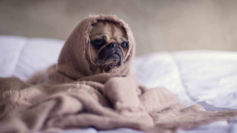 Nyugicsomó a kutyának szilveszterkor? Állatorvost kérdeztünk