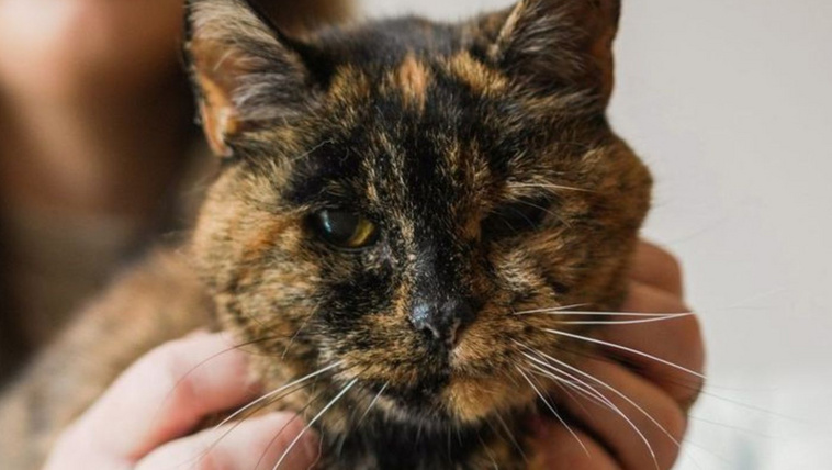 Emberi léptékkel 120 éves Flossie, a&nbsp;világ legöregebb Guinness-rekorder macskája