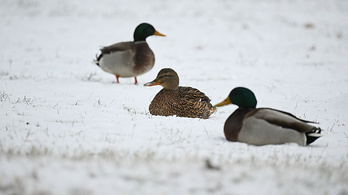 Megérkezett a hó, de már olvad is