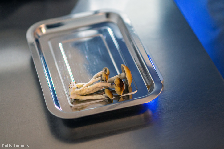 Pszichedelikus gombák