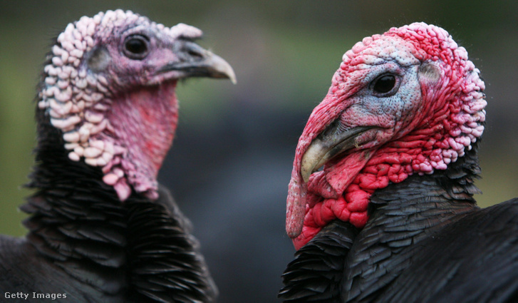 GettyImages-72806612