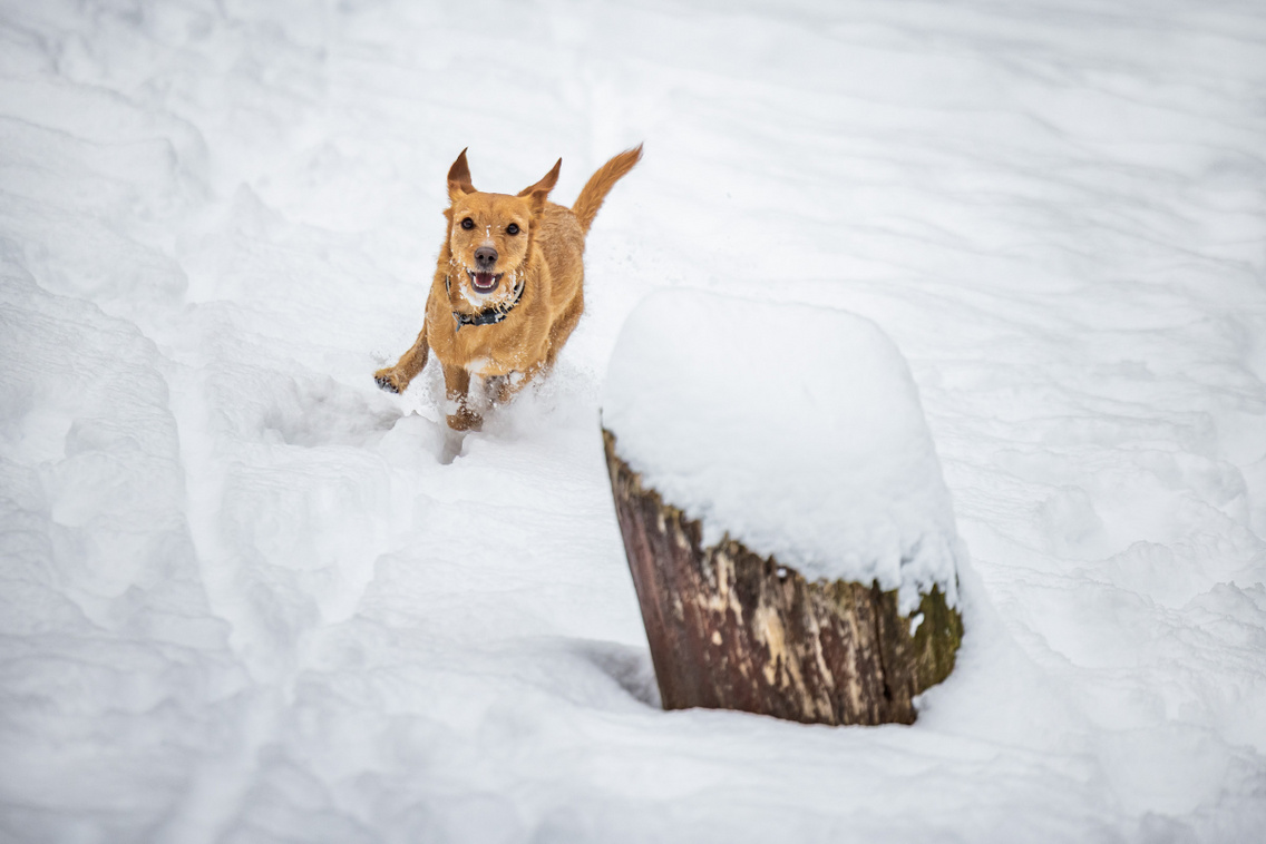 Hó Budapest 260107 Szabó Gábor 071