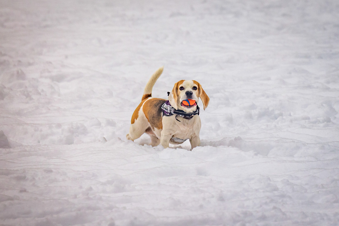 Hó Budapest 260107 Szabó Gábor 127