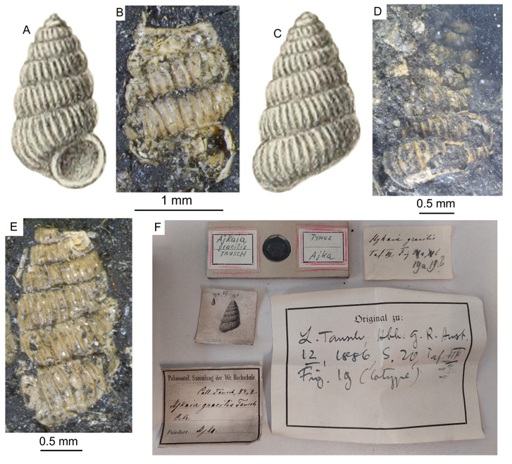 A Brunszvikia gracilis (Tausch, 1886) nevű szárazföldi csigafaj példányai
