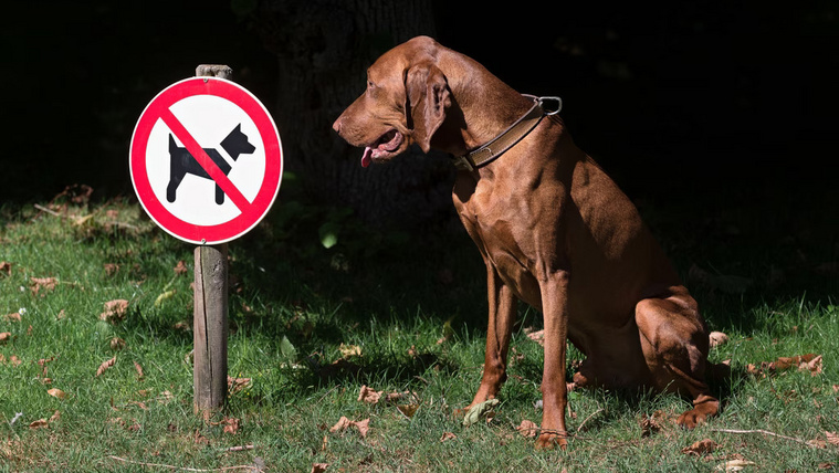 Ebben a faluban tilos a kutyatartás: a lakók pedig be is tartják a szabályt, jó okkal