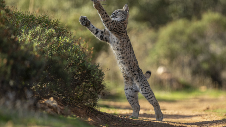 Elképesztő videó egy hiúzról, ahogy röptében kapja el a madarat