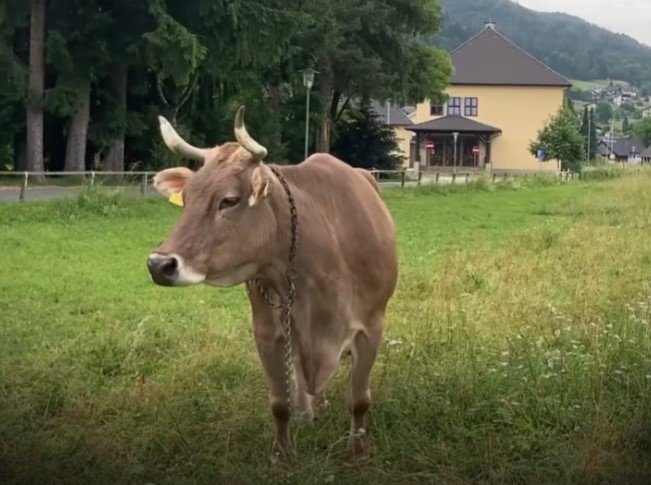 Veronika, a kefével vakarózó tehén felbolygatta az egész tudományos világot