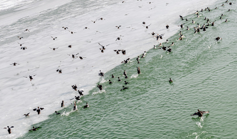 Furcsa élőlény telepedhet meg a Balatonban