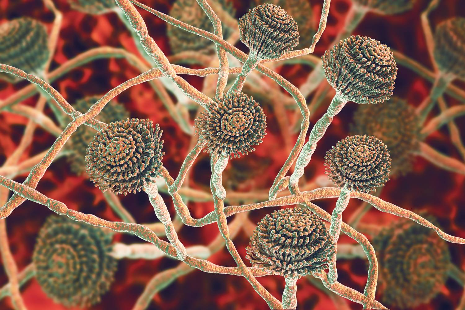 Aspergillus fumigatus