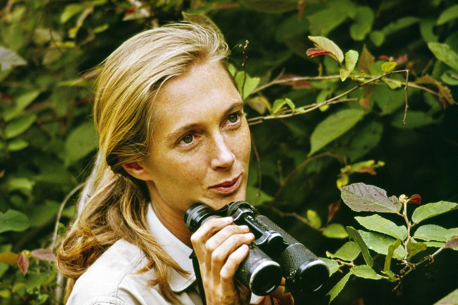 Jane Goodall, 1965, Gombe.
