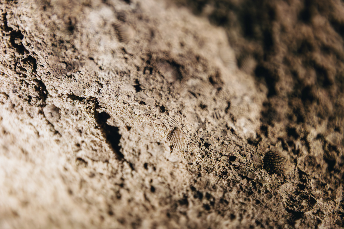 Fosszíliák mindenhol a fejünk fölött