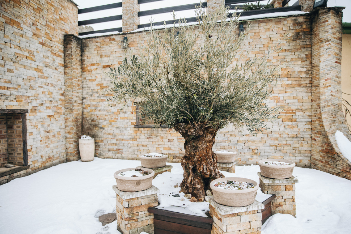 Egy idős olajfa is helyet kapott az udvaron több fiatal társával együtt