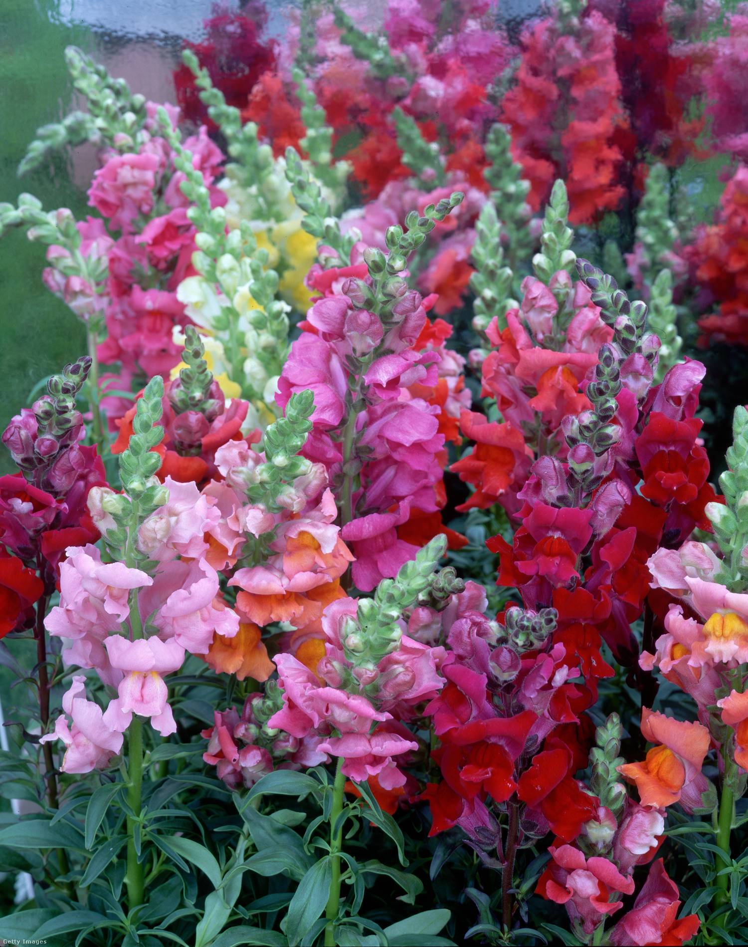 Oroszlánszáj (Antirrhinum majus): ha már februárban elkezded a palántanevelést, akkor a növény a júniusi kertet sudár virágfürtjeivel fogja díszíteni. Napfénykedvelő, közepes vízigényű növény, amely a jó vízelvezetésű, tápanyagban gazdag, laza szerkezetű talajban fejlődik a legszebben.