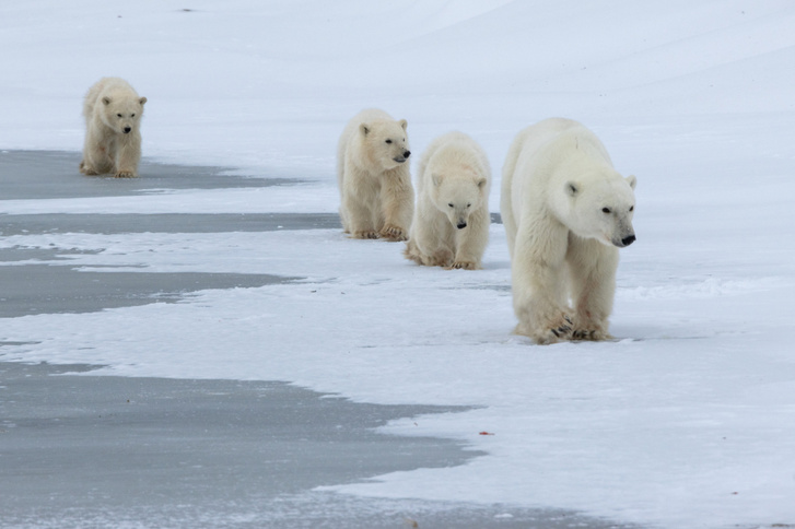 h MDRUM Polar Family Formation-3